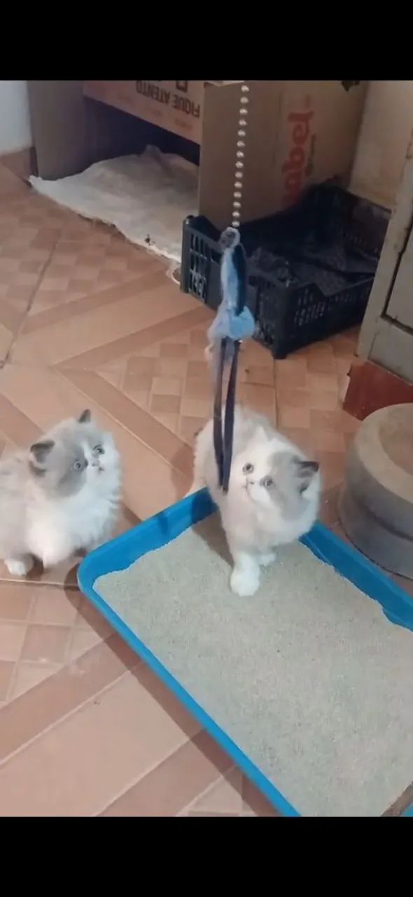 Persa Filhote  - Gatil BSB Cat 