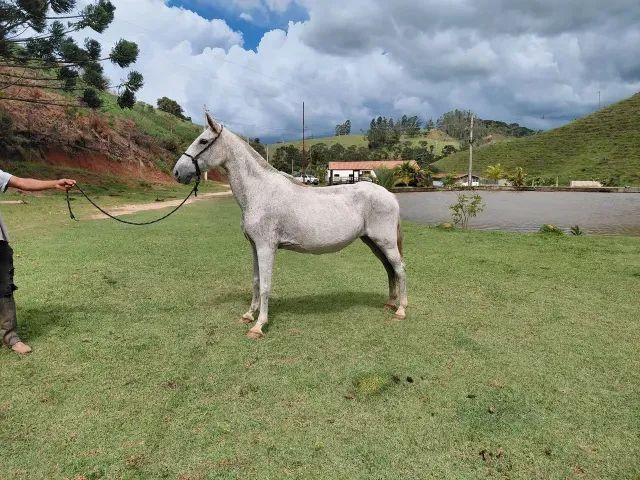 Egua de sela mansa, marcha batida para qualquer pessoa andar 30X R$ 400,00 no carnê.