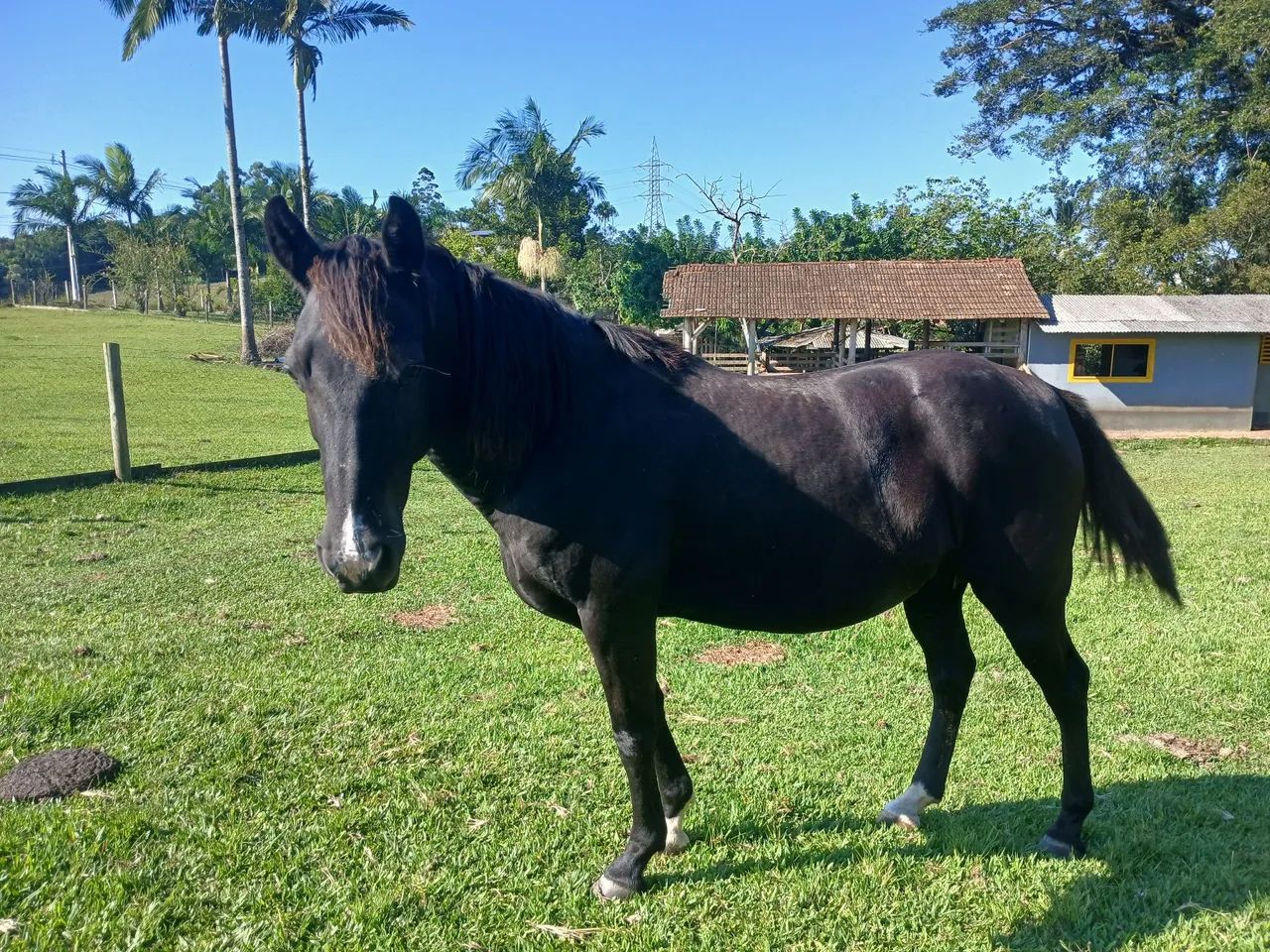 Cavalo. Mistura com quarto de milha. 8 anos 