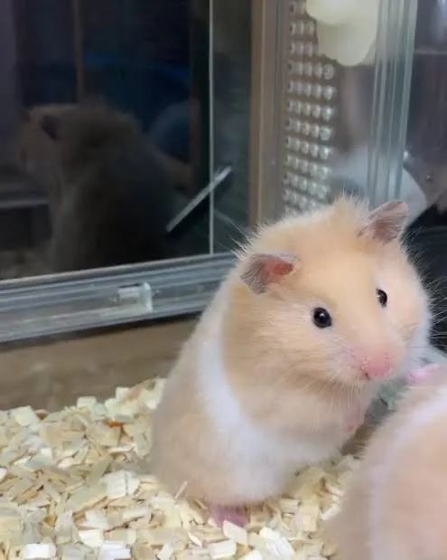 Hamster sírio  - Foto 2