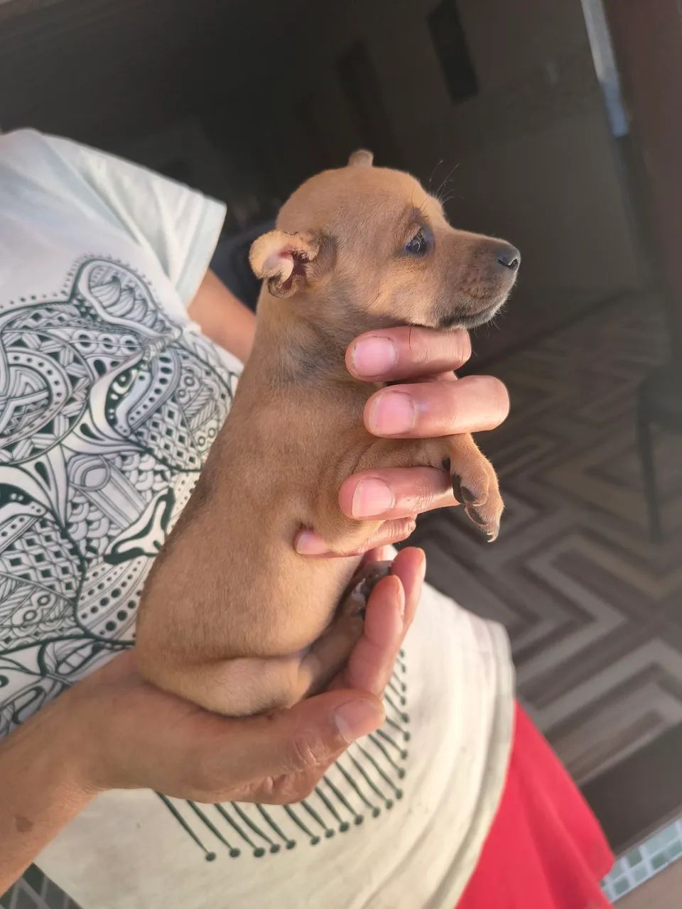 Pinscher  - Foto 2