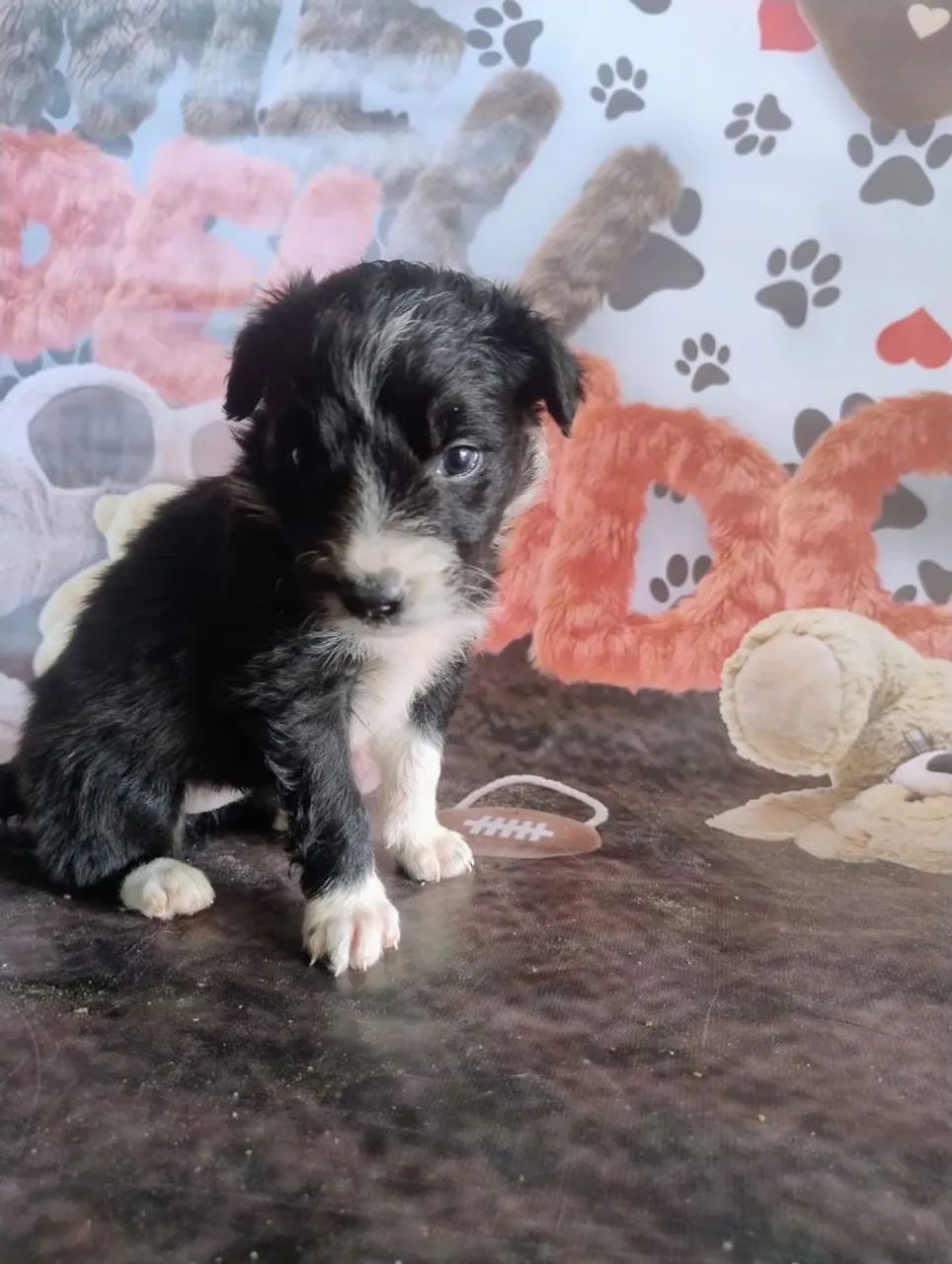 Border Collie blue merle e preto branco  - Foto 3