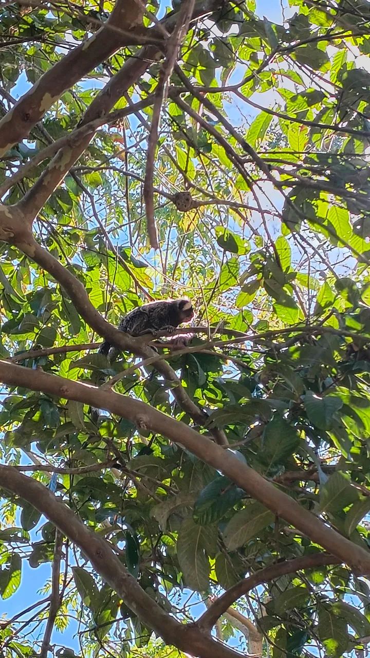 Vendo chácara em salto de Pirapora  - Foto 3