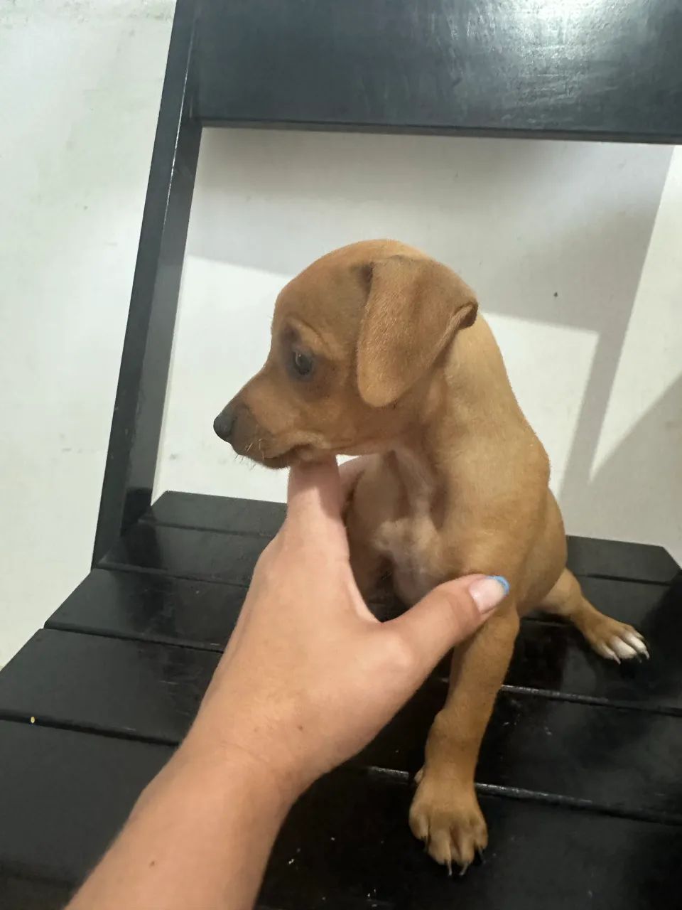 Vendo Pinscher com Basse  - Foto 3