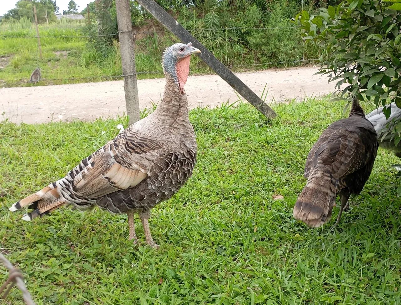 Casal de perus  - Foto 2