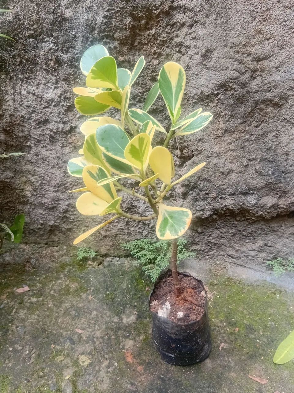Vendo - Foto 5