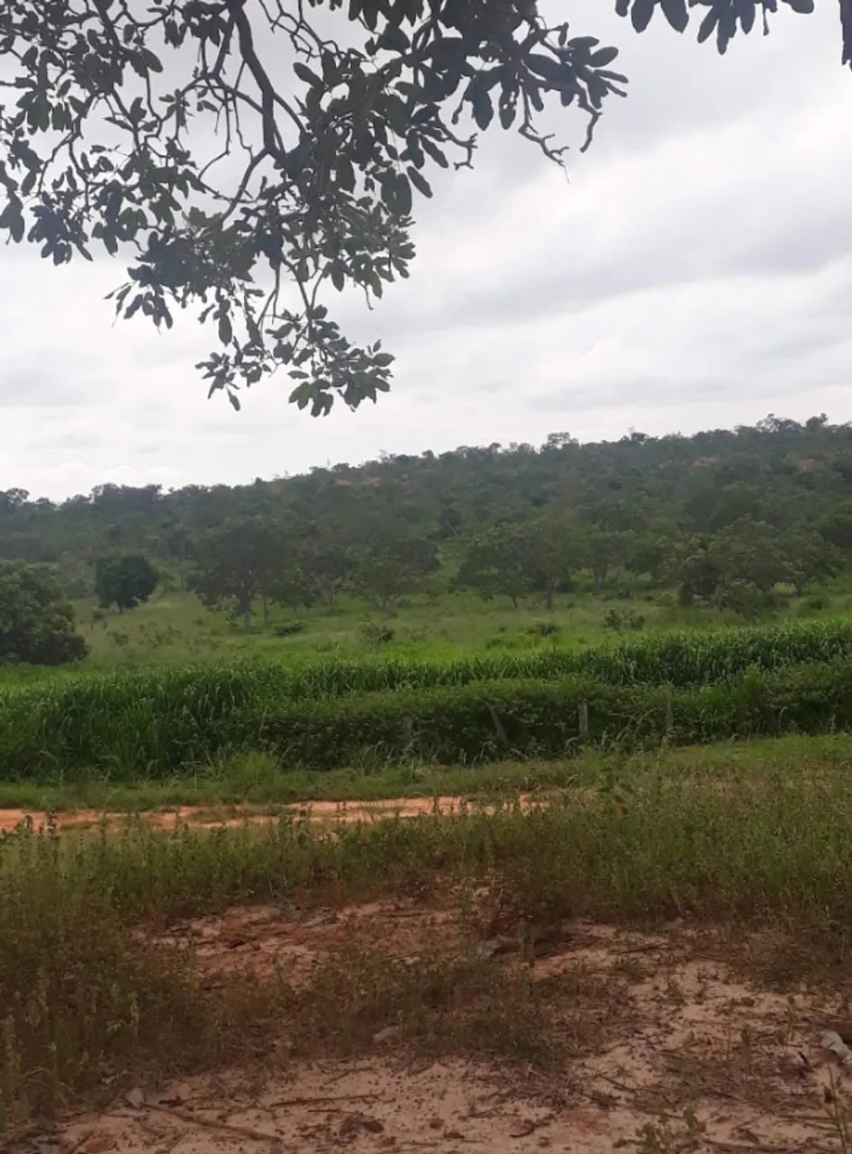 Fazenda 41 hectares  - Foto 3