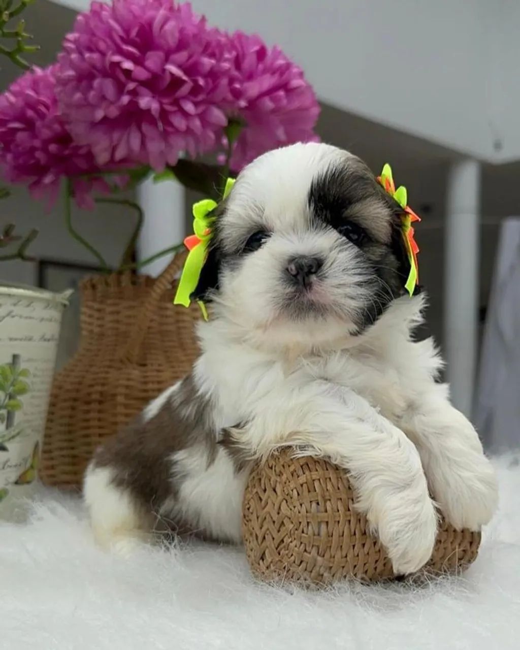 Lhasa Apso 