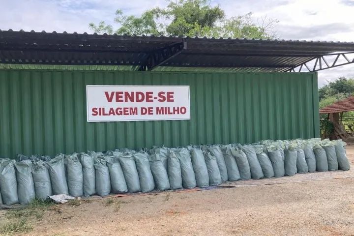 SILAGEM DE MILHO 25KG