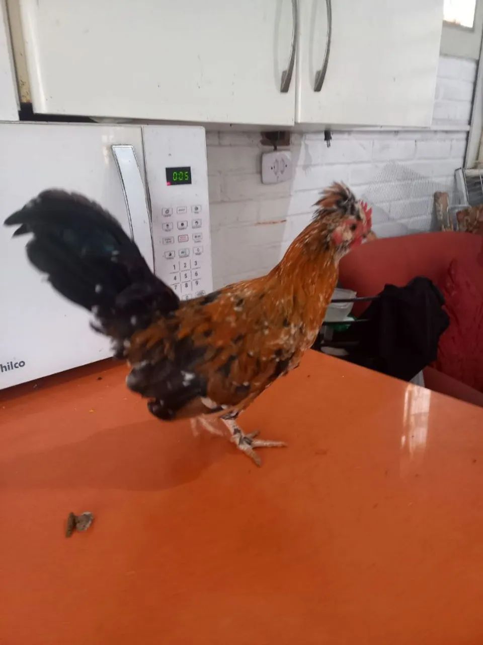 Garnizé mil Flôres  - Foto 3