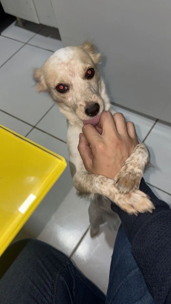 Adoção consciente  - Foto 3
