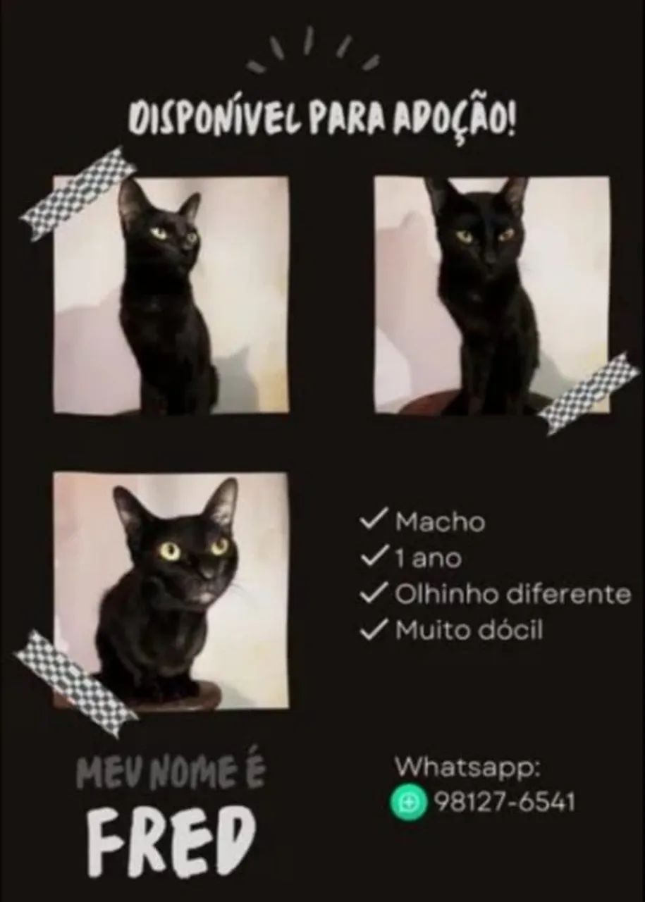 Lindos gatinhos para adoção  - Foto 3