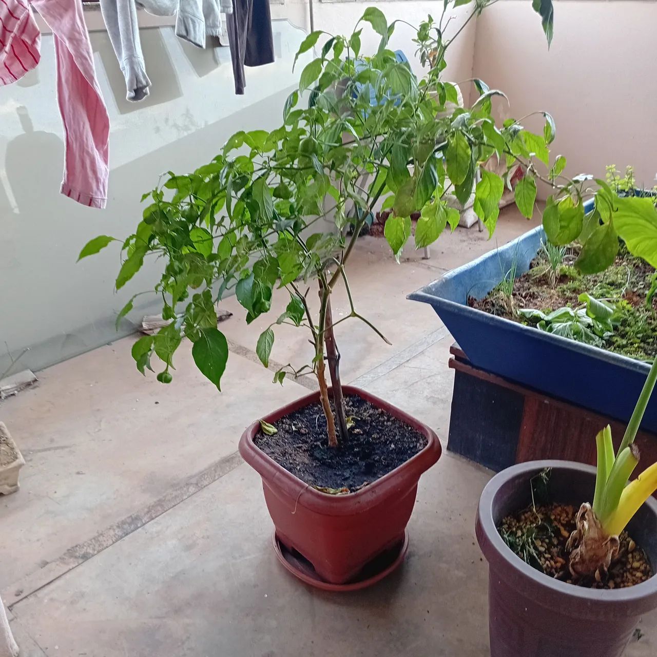 Pé de pimenta produzindo - Foto 4