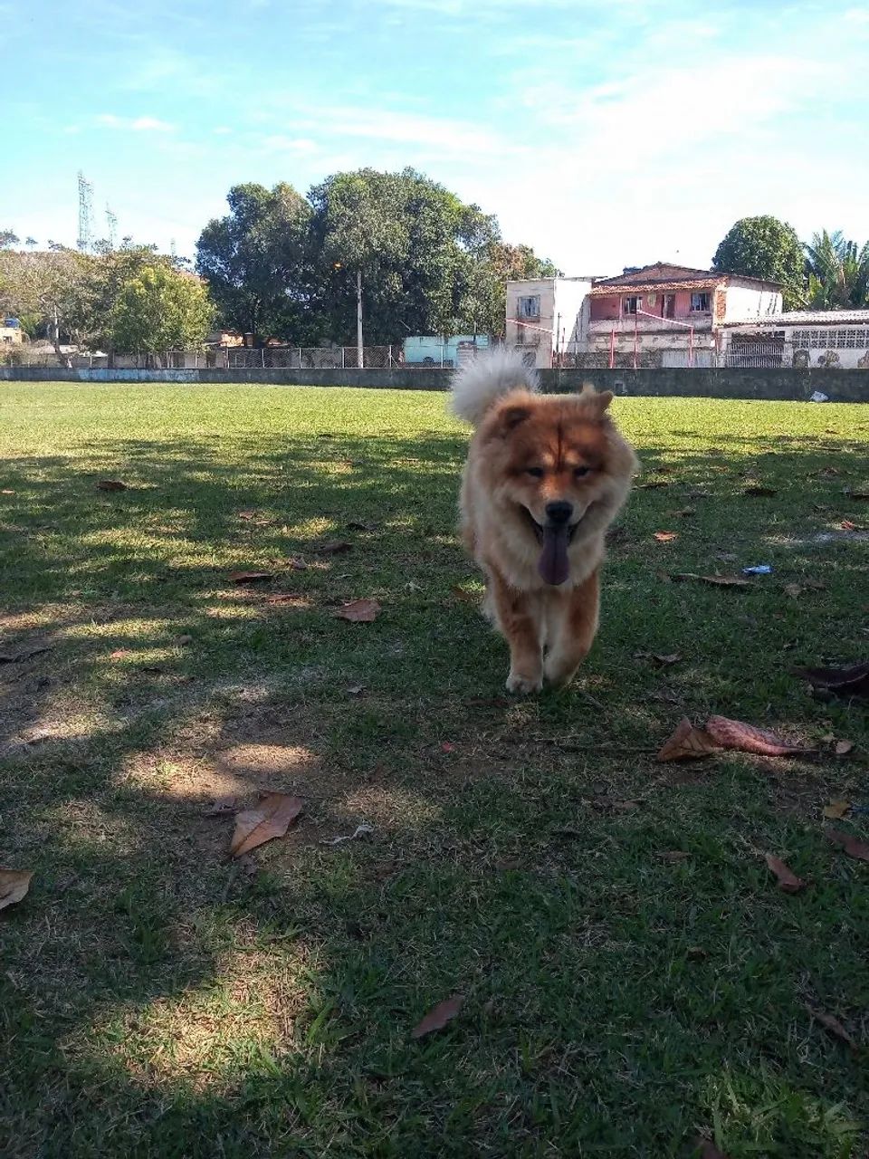 Doação Chow Chow  - Foto 4