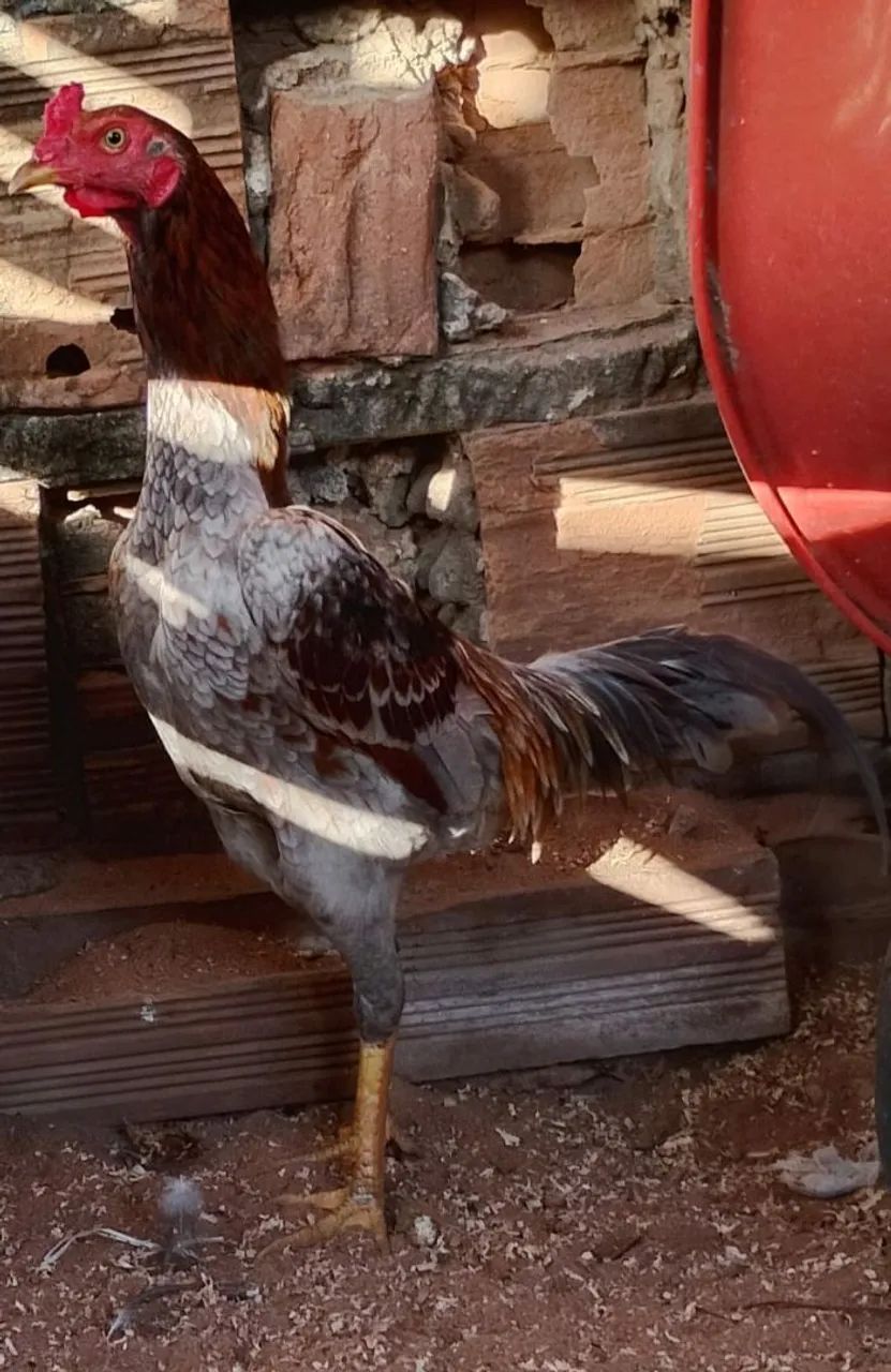 Aves - Foto 2
