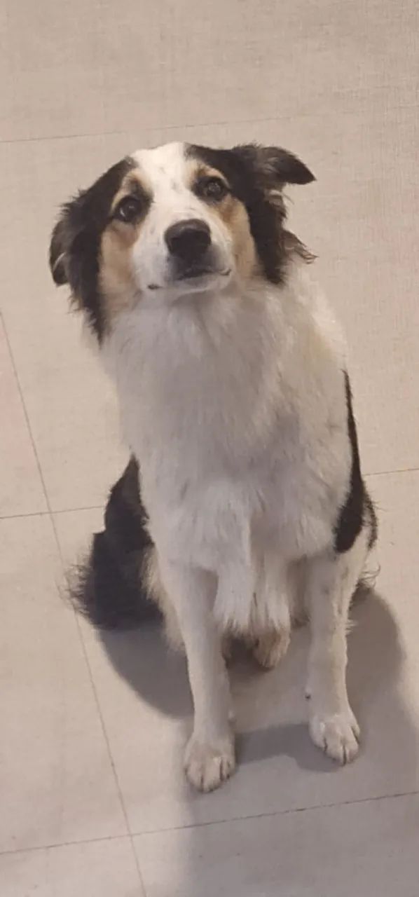 Doação border collie