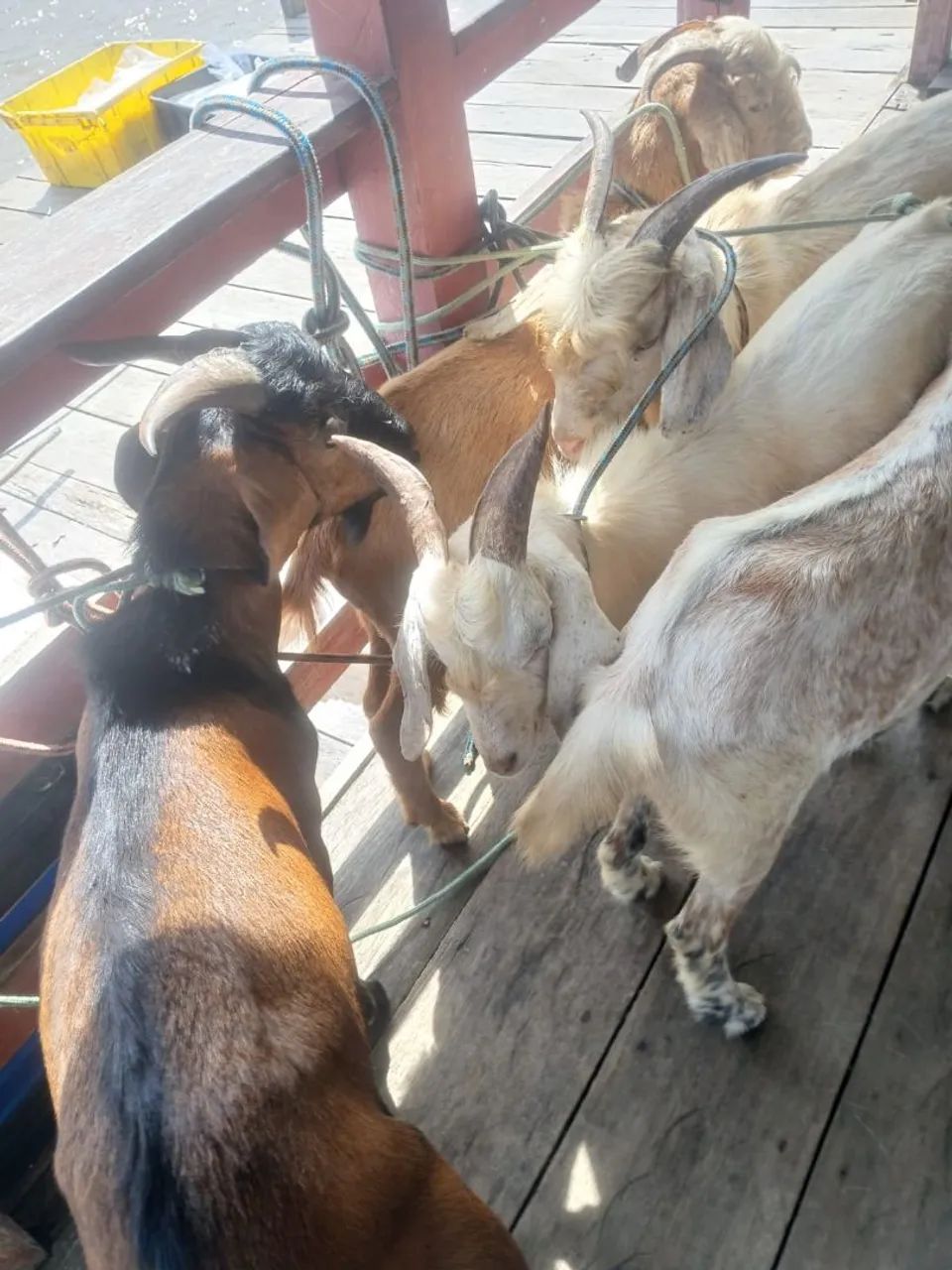 Bode cabra cabrito - Foto 2