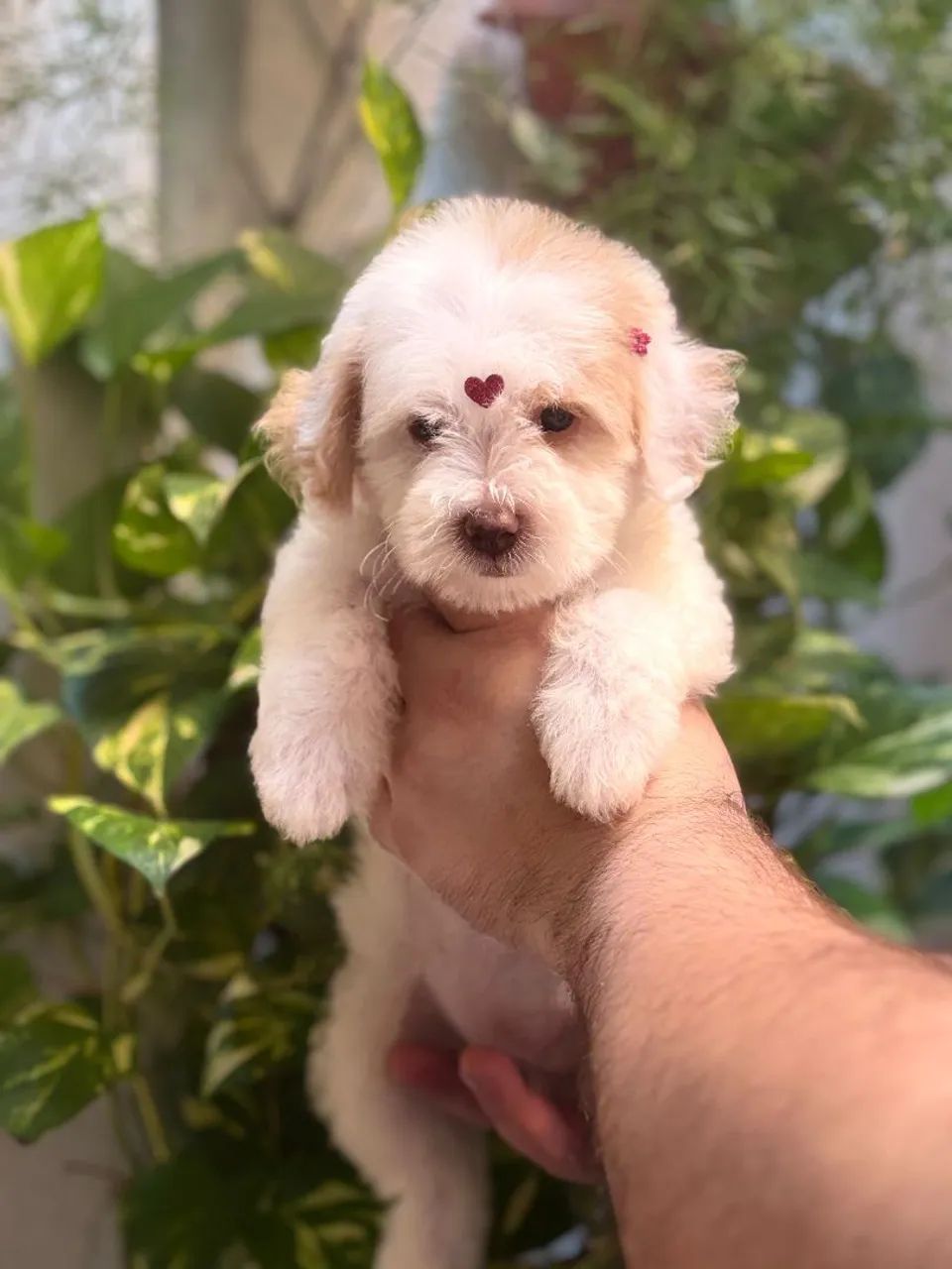 POODLE  - Foto 4