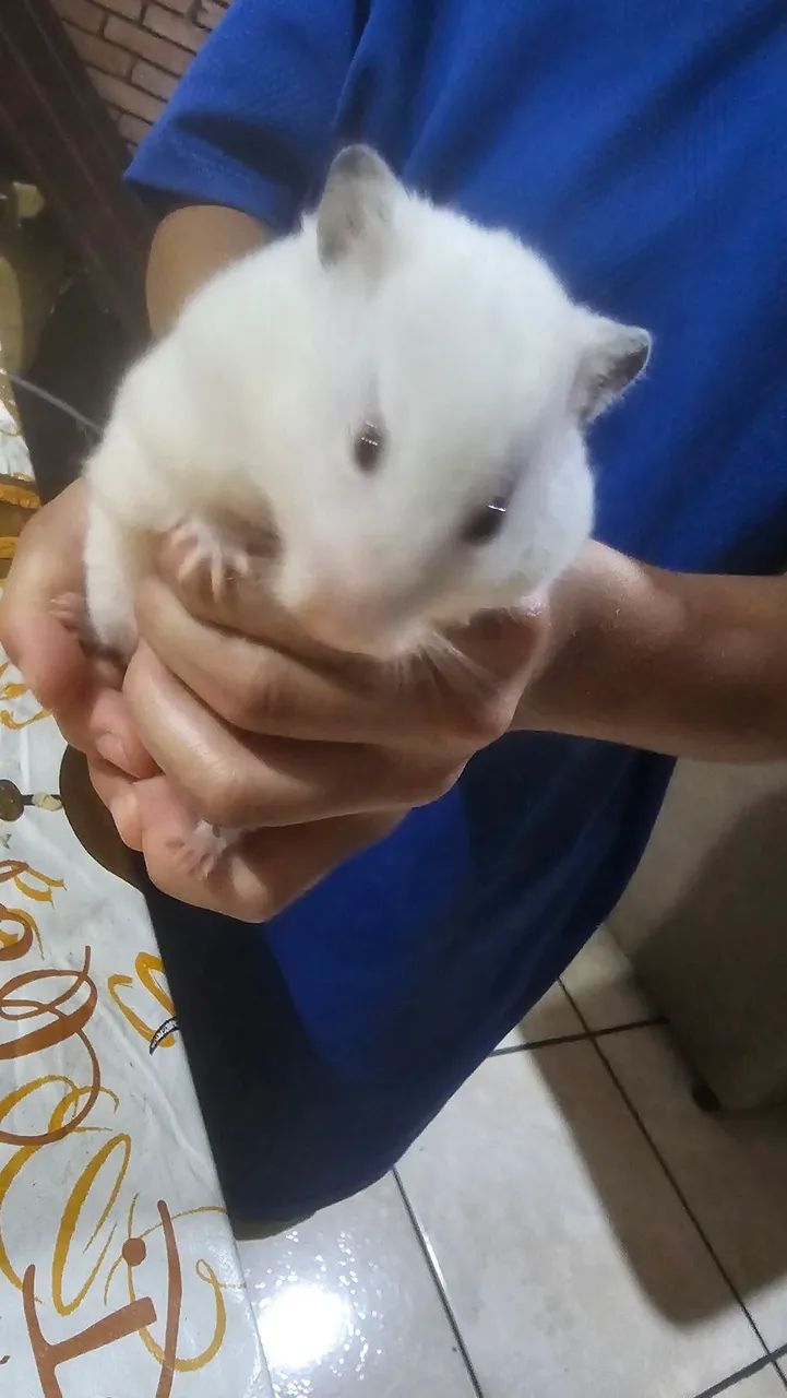 Hamster  - Foto 2