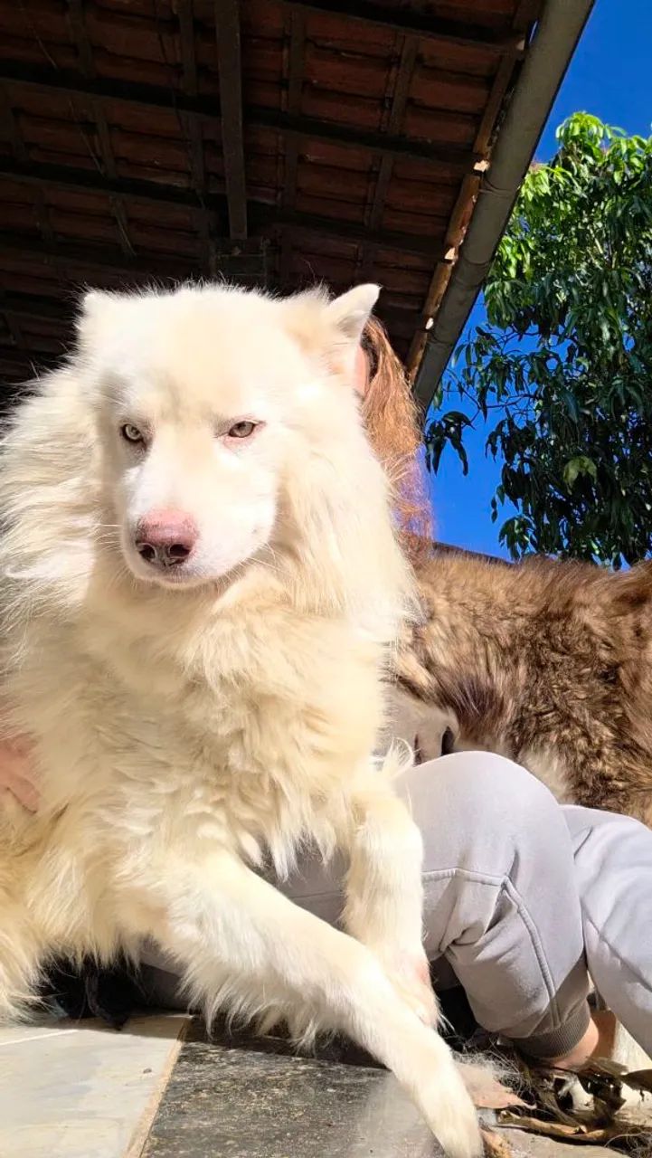 Husky Siberiano Macho - Foto 5