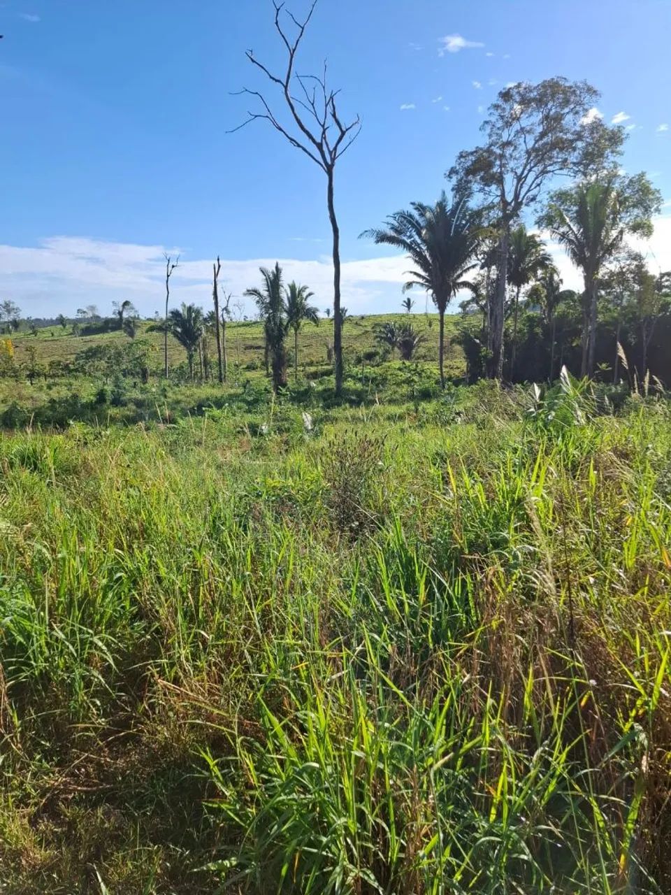 Vende-se essa terra  - Foto 3
