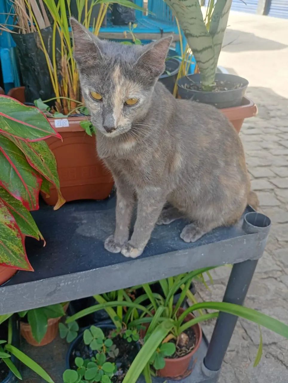 Gata 8 meses, já castrada - Foto 3