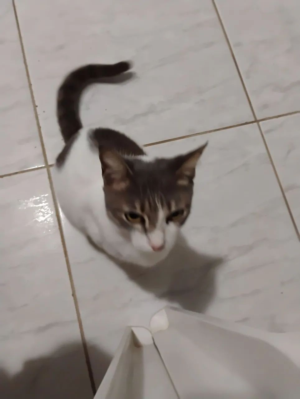Adoção responsável  - Foto 5