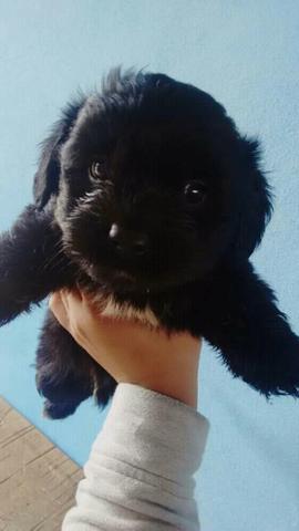 Filhote Poodle