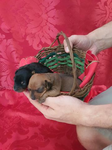 Pinscher 01
