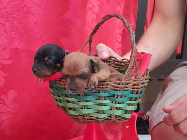 Pinscher 01 - Foto 3