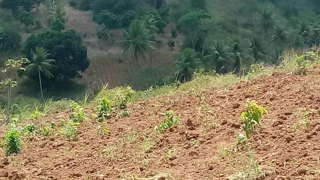 Ótima propriedade com 2 aviários em Chã de Alegria - Foto 6