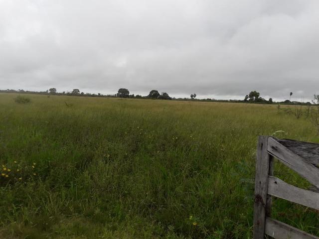 Fazenda na regiao de corumba, para arrendamento - Foto 16