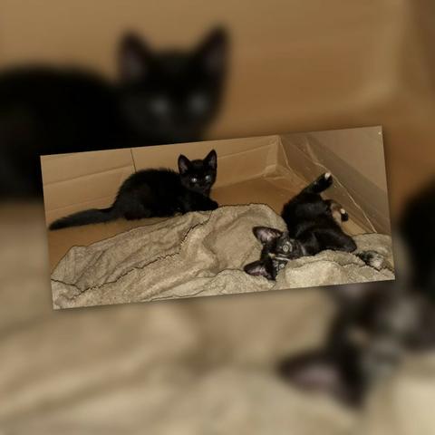 Adotem belos gatinhos! - Foto 6