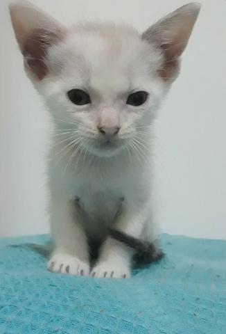 Gatinhas para adoção responsável - Foto 3