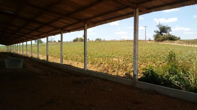 Ótima propriedade com 2 aviários em Chã de Alegria - Foto 7