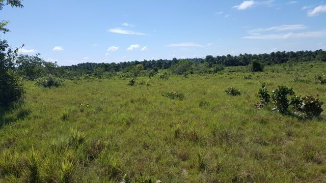 Fazenda de 1500 hectares em Alto Alegre/RR, ler descrição do anuncio - Foto 3