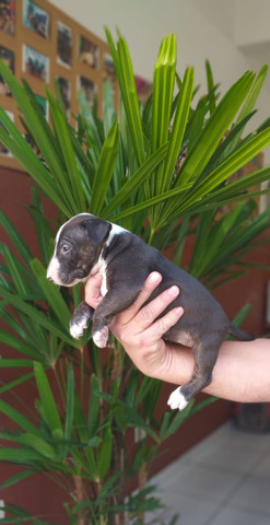 Bull Terrier Filhotes Várias Cores Disponíveis Clique Já E Confira - Foto 4