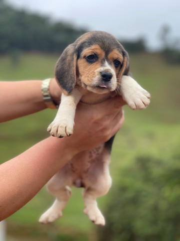 Mine beagle ingles /@canilcanaaa- CE