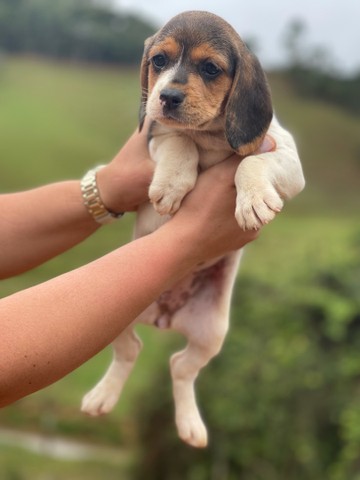 Mine beagle ingles /@canilcanaaa- CE