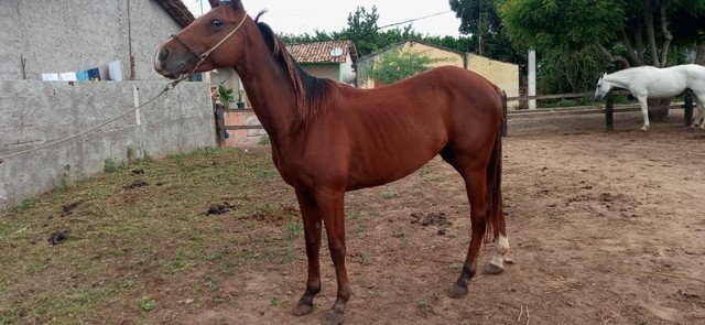 Cavalo quarto de milha 