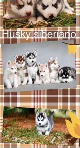 Husky Siberiano com pedigree e microchip alta qualidade 