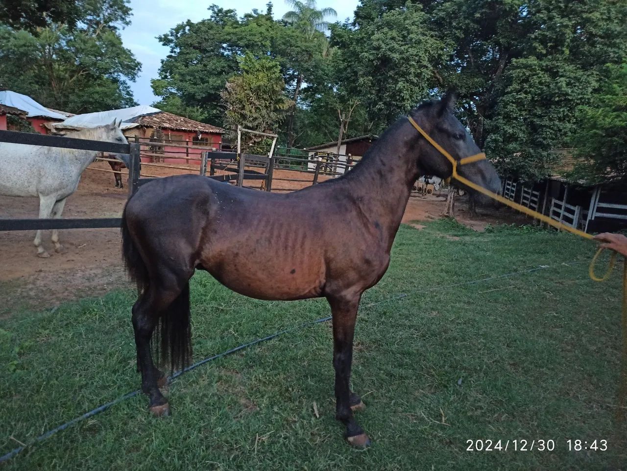 Potro Mangalarga Marchador - Foto 5