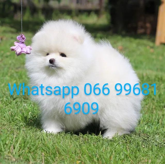 Japanese clearance spitz olx