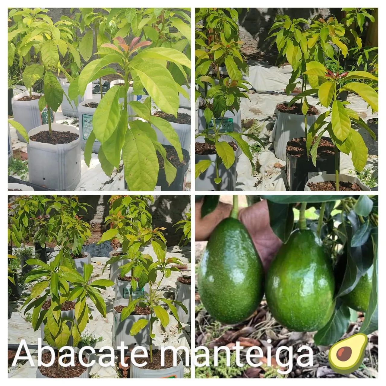 Bananeiras mudas para plantio e muito mais 98187_9343  - Foto 6