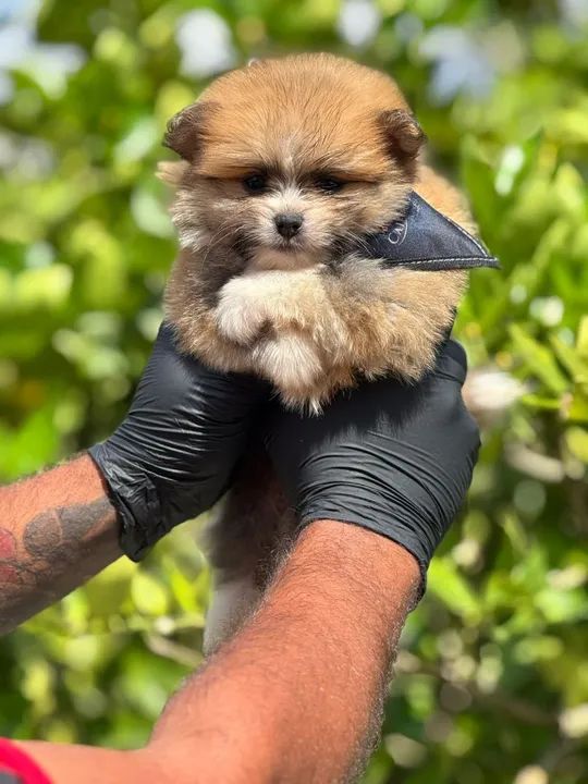 Seus machinhos de Sptiz alemão disponível para entrega!