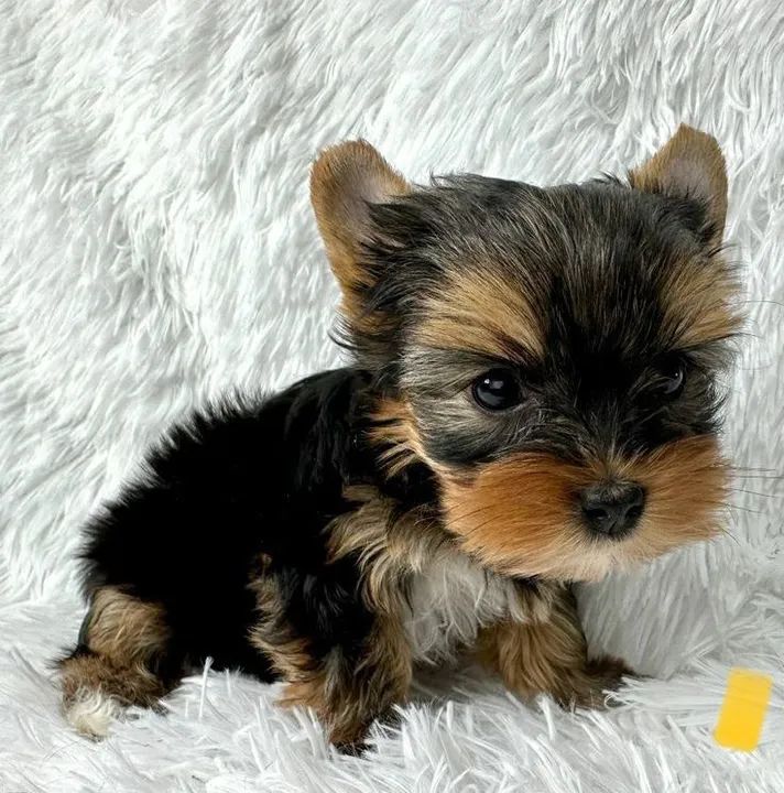 Yorkshire Terrier Filhote o seu pimpolho Cachorros Jardim da Cidade Salto 1360745766 OLX