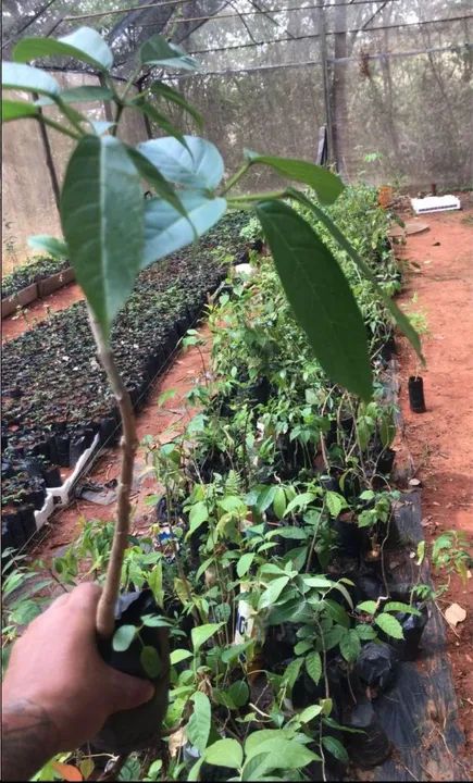 MUDAS DE IPE DE VARIAS CORES ( TEMOS MUDAS DE CEDRO , ANGICO ENTRE OUTRAS PRA REFLORESTA - Foto 4