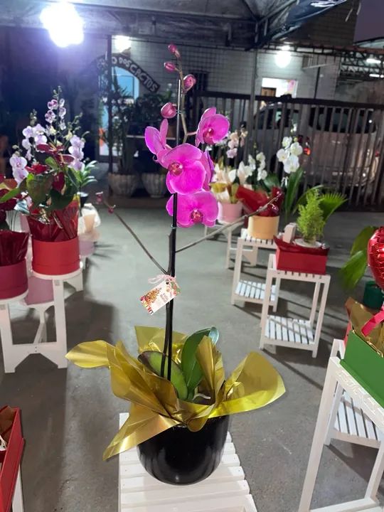 Flores naturais - Foto 3