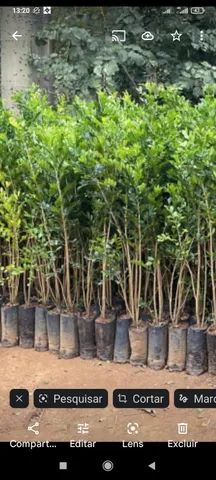 Mudas de murta grande