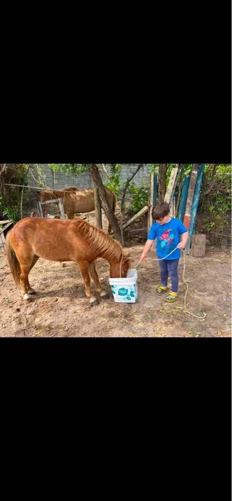 Pônei de picado  - Foto 2